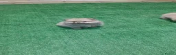 Volpino Pomerania cani in vendita: VOLPINO DI POMERANIA MINIATURE  a Provincia di Como - Annuncio 3