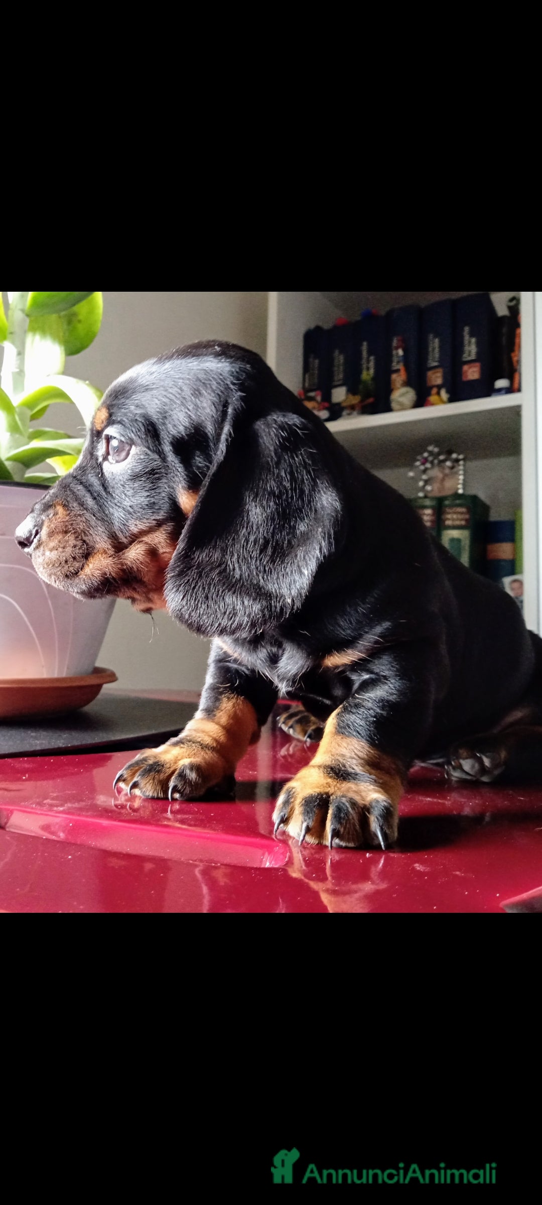 Immagine della galleria {{count}}