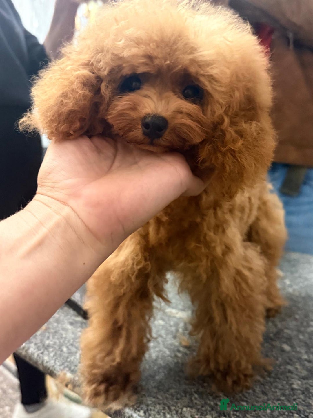 Barboncino Toy cani in vendita: Barboncino mini toy  - Annuncio 2