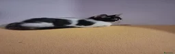 Europeo gatti in regalo: Cuccioli di gatto  - Annuncio 7