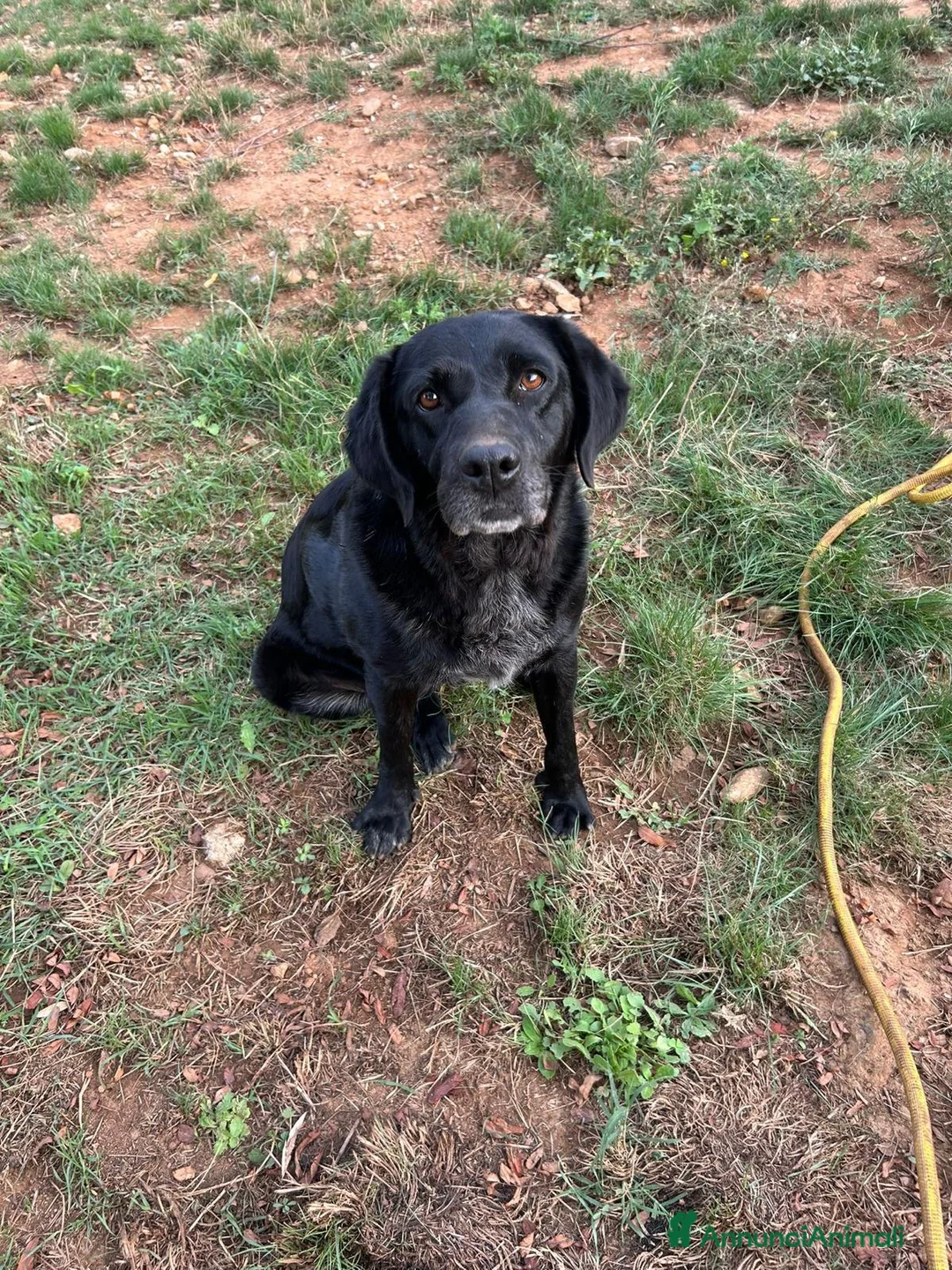 Meticcio cani in regalo: Linda splendida cagnolona dal cuore grande  - Annuncio 2