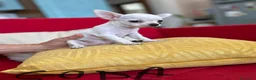 Chihuahua cani in vendita: Chihuahua  - Annuncio 4