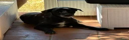 Meticcio cani in regalo: BELLA 🩷 una cagnolona che aspetta il lieto fine a Provincia di Mantova - Annuncio 5