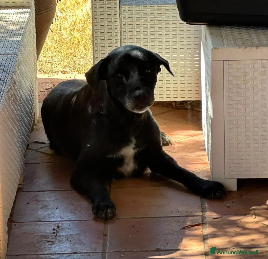 Meticcio cani in regalo: BELLA 🩷 una cagnolona che aspetta il lieto fine a Provincia di Mantova - Annuncio 5