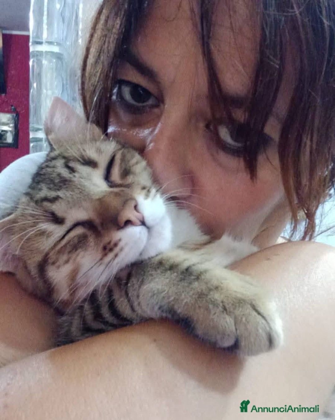 Europeo gatti in regalo: STITCH, adorabile gattino in adozione ! - Annuncio 2