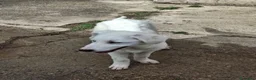 Meticcio cani in regalo: PROVOLA 🩷 È ANCORA LI', E ASPETTA... a Provincia di Macerata - Annuncio 7