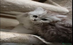 Persiano gatti in vendita: Gattini persiani normotipo Chinchilla  a Provincia di Modena - Immagine 2