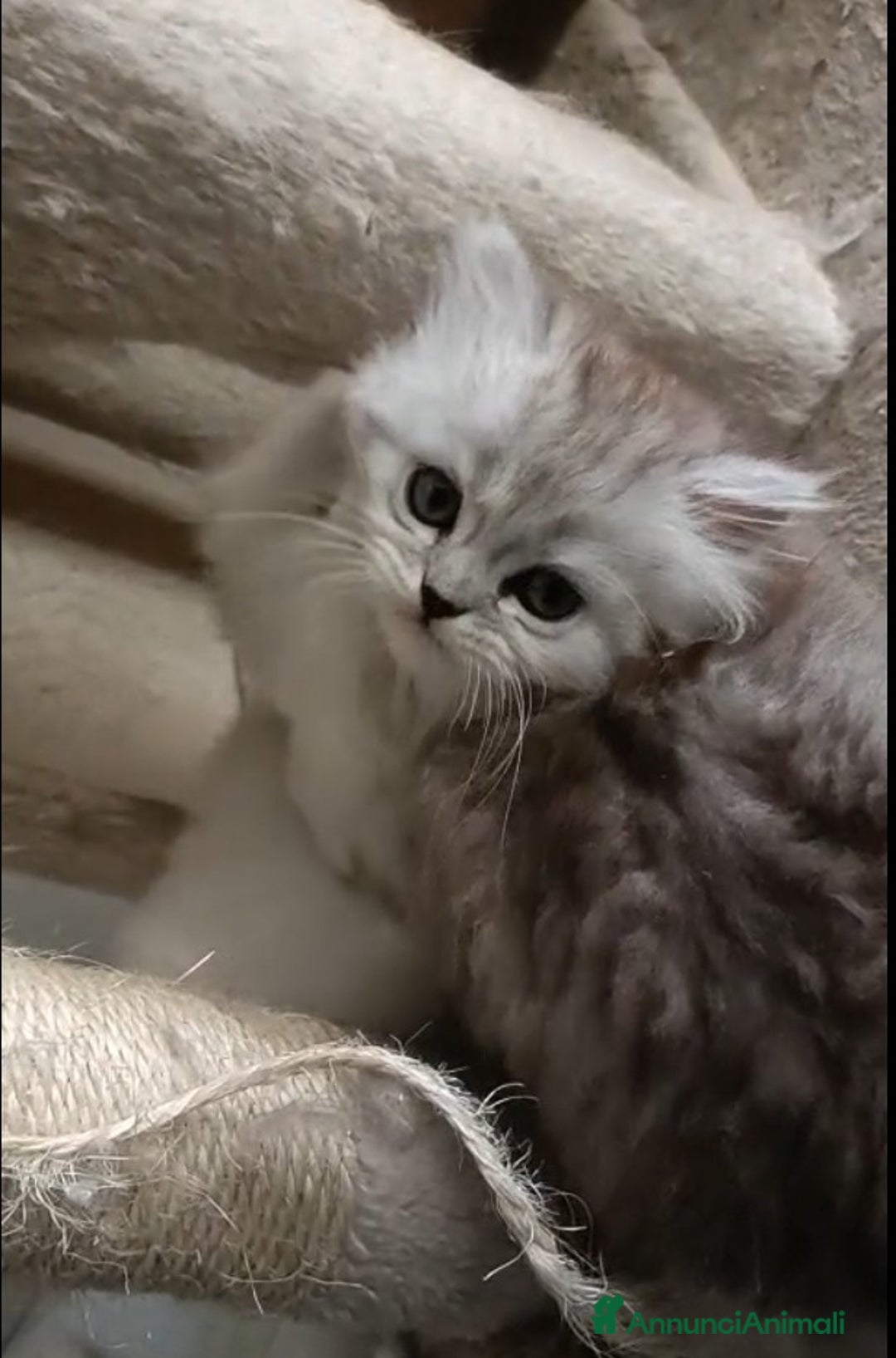 Persiano gatti in vendita: Gattini persiani normotipo Chinchilla  a Provincia di Modena - Immagine 2