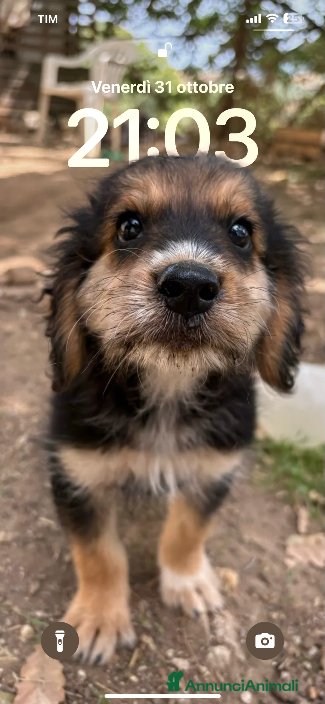 Meticcio cani in regalo: Stitch a Provincia di Rimini - Annuncio 4