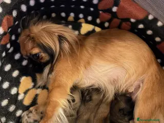 Pechinese cani Cucciola di pechinese - Annuncio 2