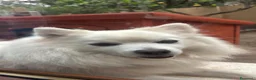 Volpino Italiano cani in vendita: Volpini bianchi italiani  - Annuncio 3