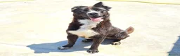 Meticcio cani in regalo: Cucciola NON LA VOGLIONO+!!!! SOS SALVEZZA SICILIA - Annuncio 2