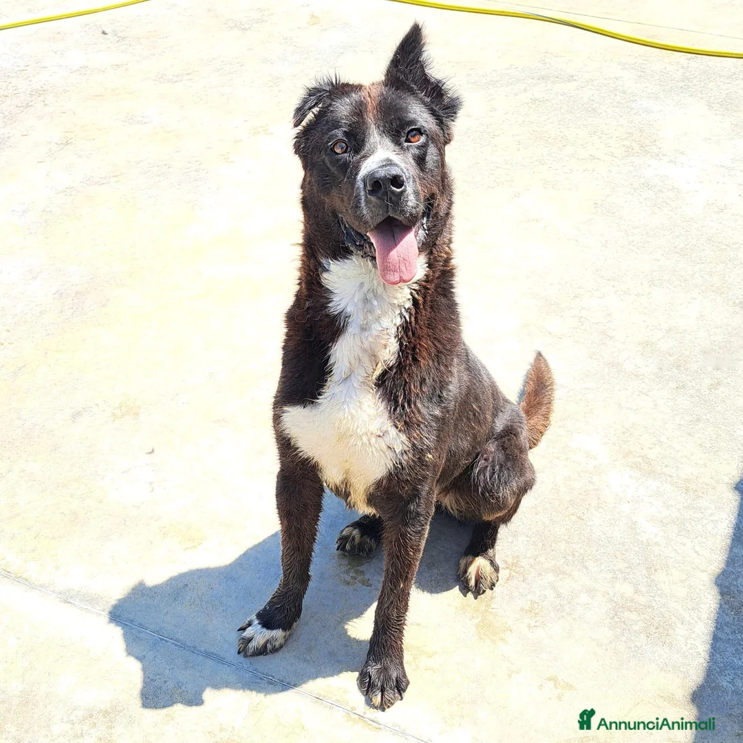 Meticcio cani in regalo: Cucciola NON LA VOGLIONO+!!!! SOS SALVEZZA SICILIA - Annuncio 2