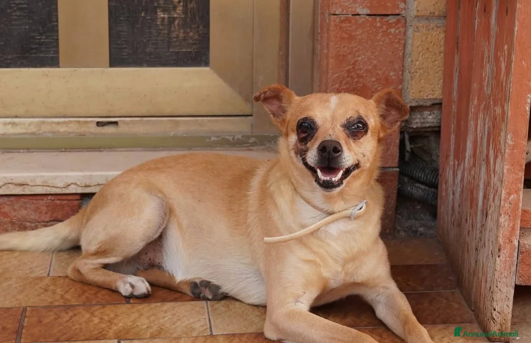 Altre razze gatti in regalo: Nocciola, derivato pinscher detto pierrot - Annuncio 9