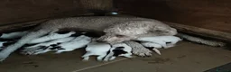 Lagotto cani in vendita: Cuccioli di Lagotto con pedigree a Città Metropolitana di Bologna - Annuncio 2