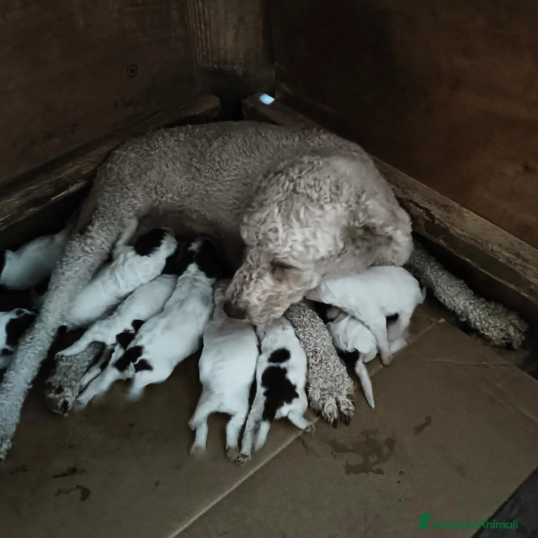 Lagotto cani in vendita: Cuccioli di Lagotto con pedigree a Città Metropolitana di Bologna - Annuncio 2
