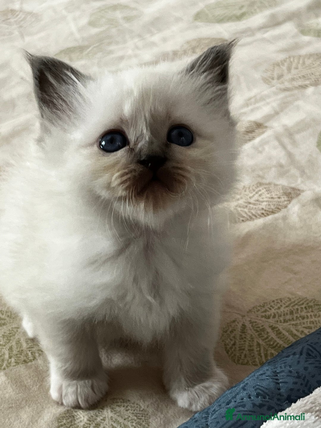 Sacro di Birmania gatti in vendita: Dolcissimi cuccioli Sacro di Birmania  - Annuncio 7