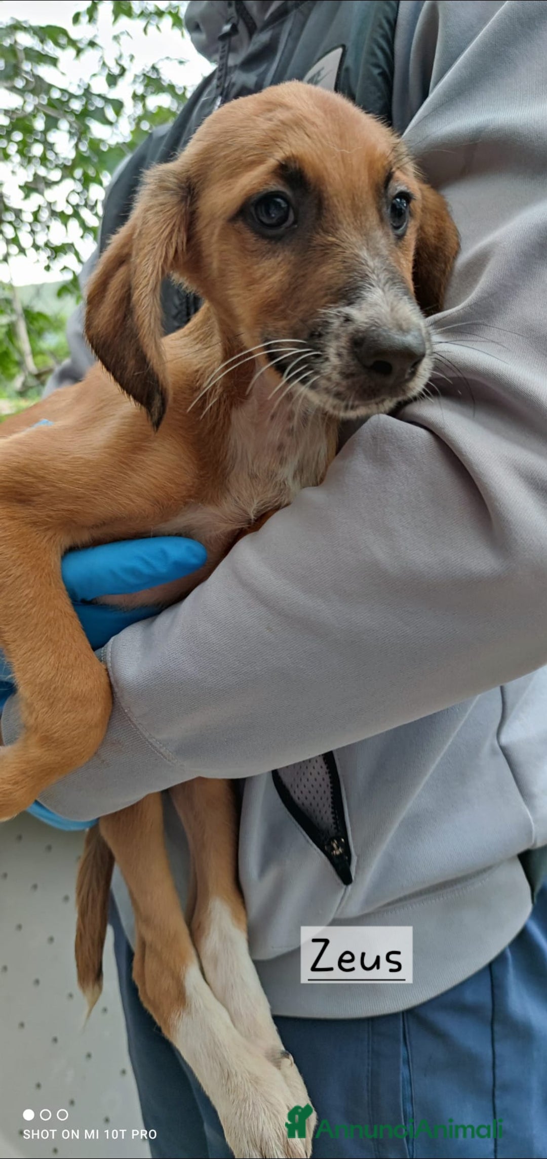 Segugio cani in regalo: Cuccioli simil segugio maremmano  - Annuncio 2