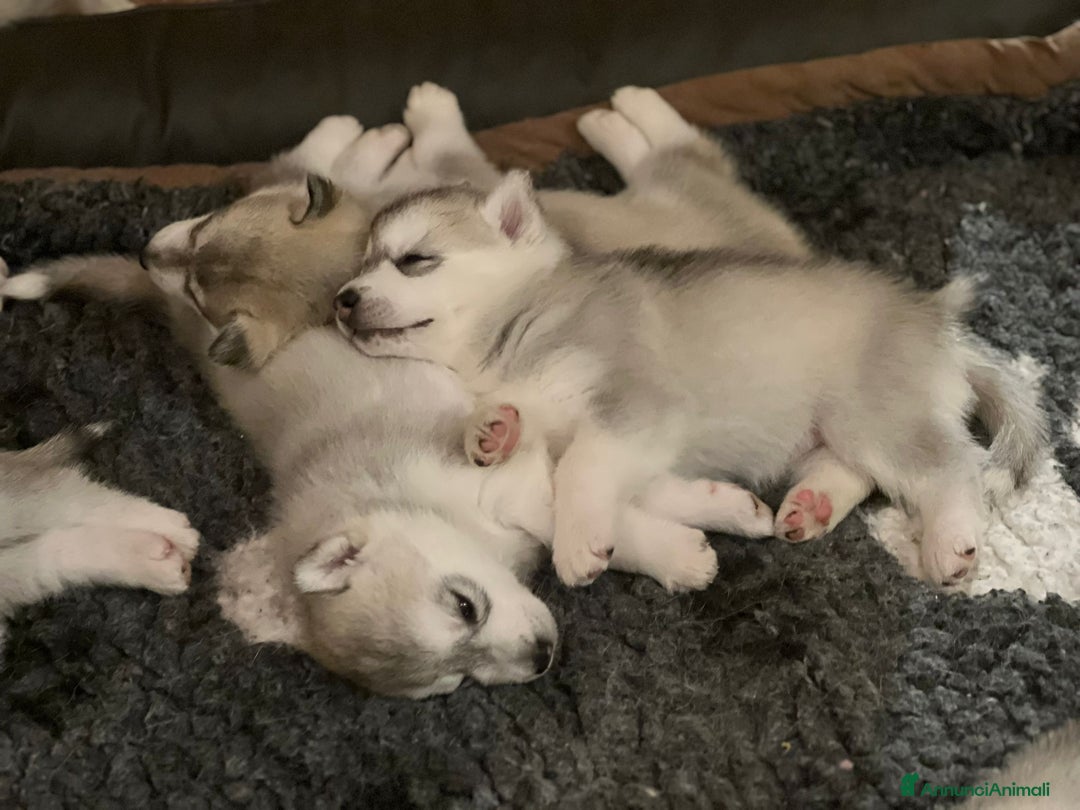 Husky cani in vendita: Splendidi cuccioli di SIBERIAN HUSKY - Annuncio 4