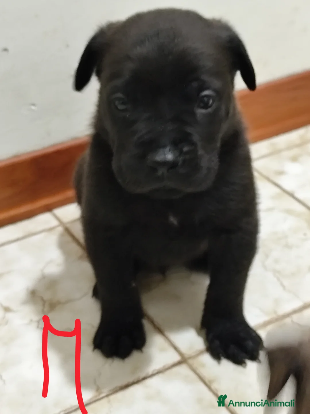 Cane Corso cani in vendita: Cuccioli di cane corso  - Annuncio 18