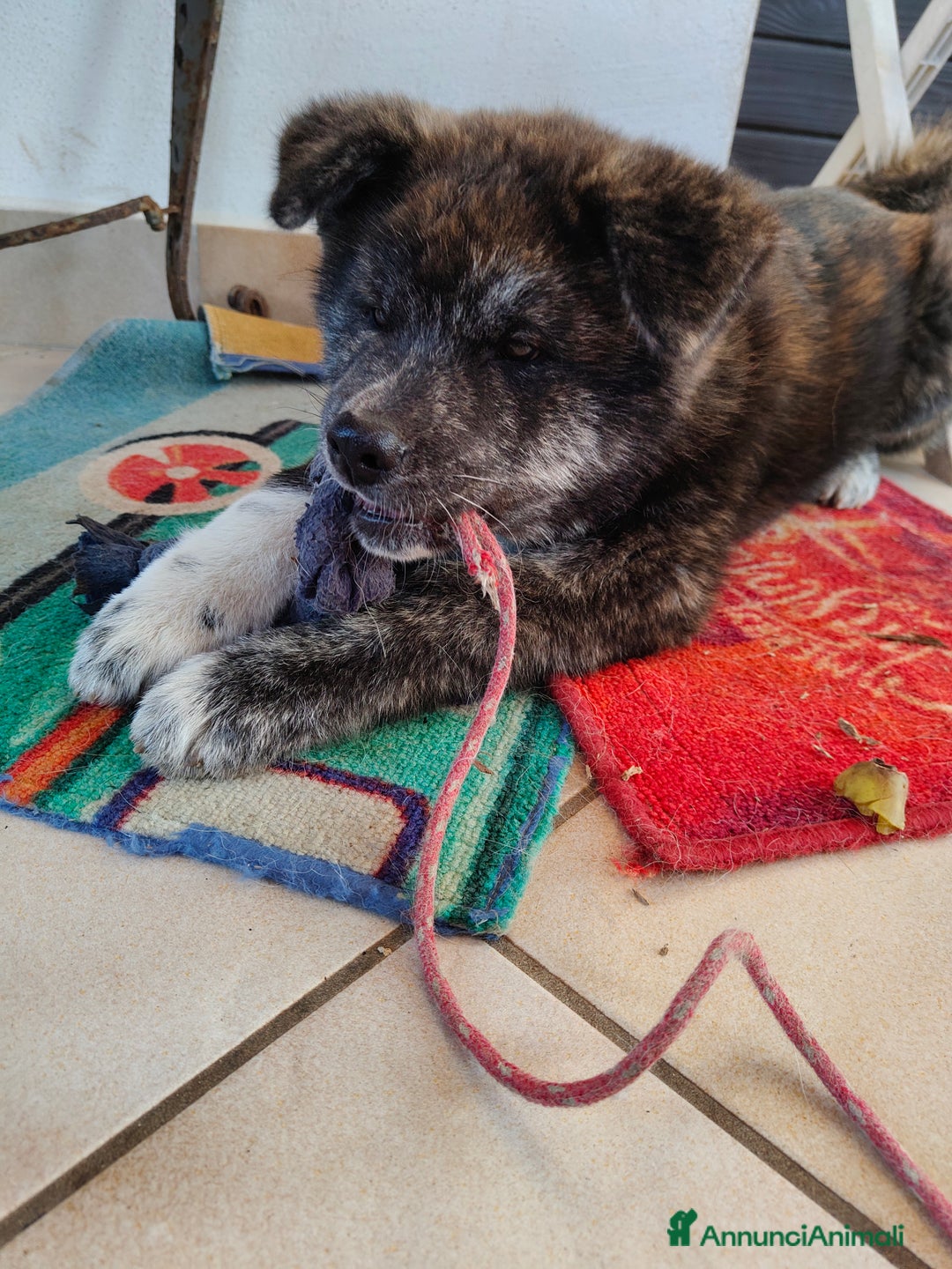 Akita Inu cani in vendita: Cuccioli Akita inu - Annuncio 3