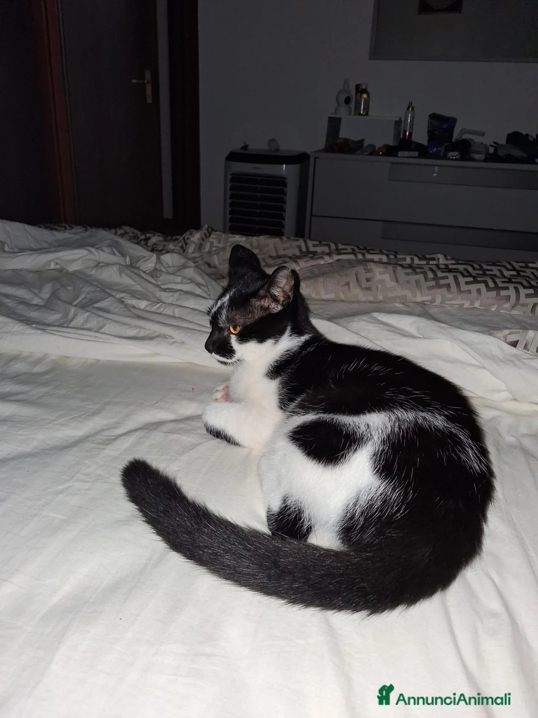 Altre razze gatti in regalo: Gatto in regalo a Provincia di Como - Annuncio 2