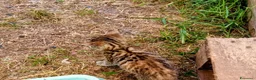 Meticcio gatti in regalo: Gattini per amare coccolare - Annuncio 5