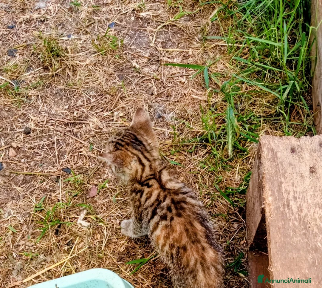 Meticcio gatti in regalo: Gattini per amare coccolare - Annuncio 2