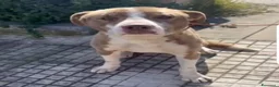 Meticcio cani in regalo: Simil Amstaff splendido 1anno salvato mesi faSICIL - Annuncio 4