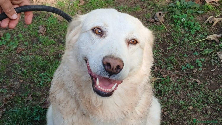 Meticcio cani - Annuncio 4