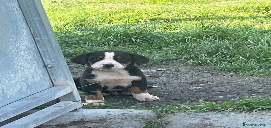 Immagine della galleria {{count}}