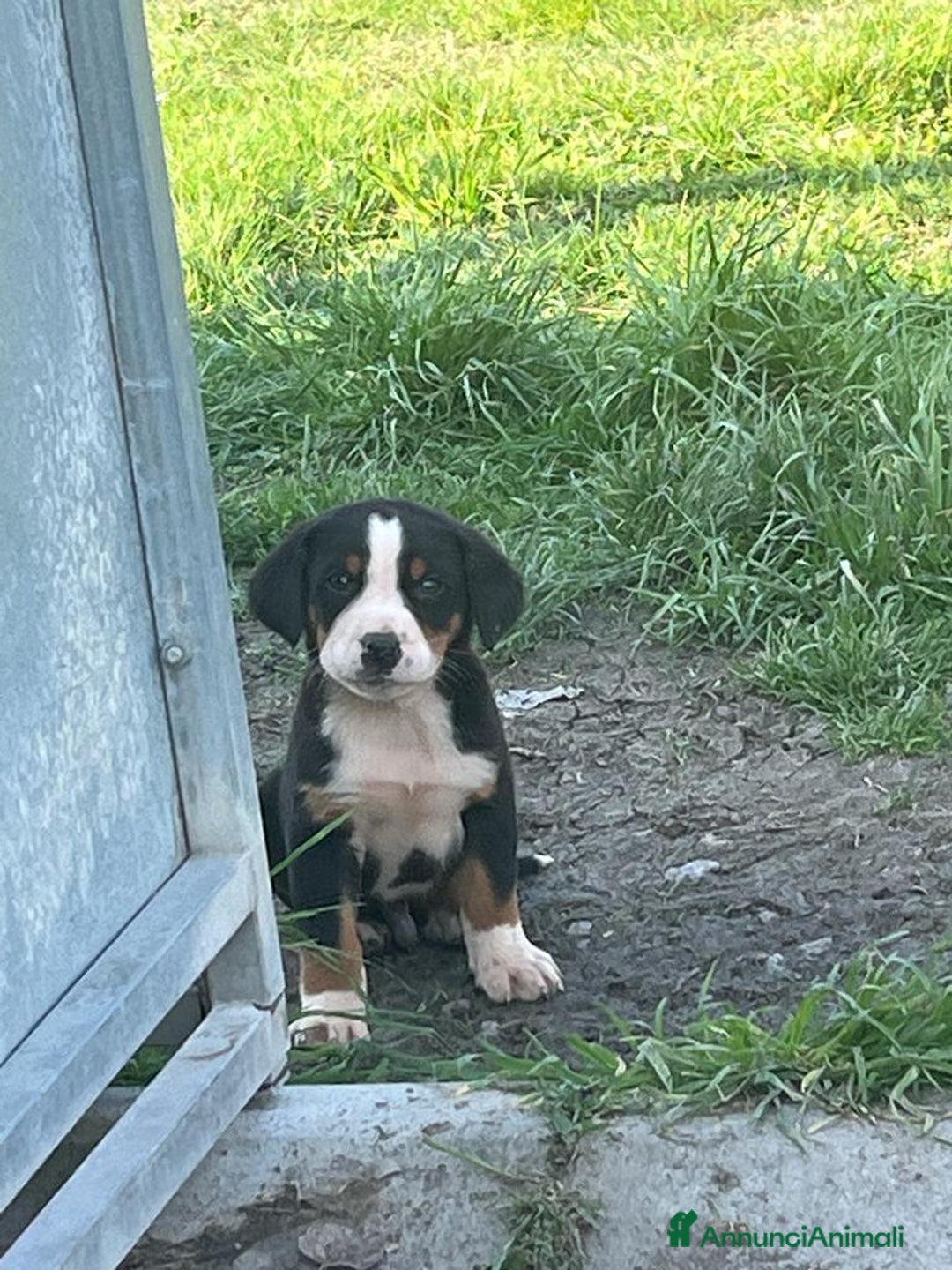 Immagine della galleria {{count}}