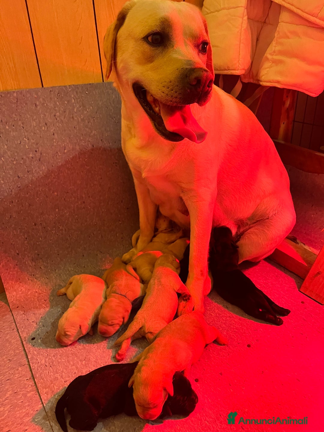 Labrador cani in vendita: Cuccioli Labrador  a Provincia di Bergamo - Immagine 9