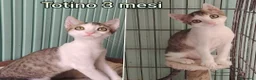 Altre razze gatti in regalo: GATTINI IN CERCA D'AMORE  a Città Metropolitana di Bologna - Annuncio 7