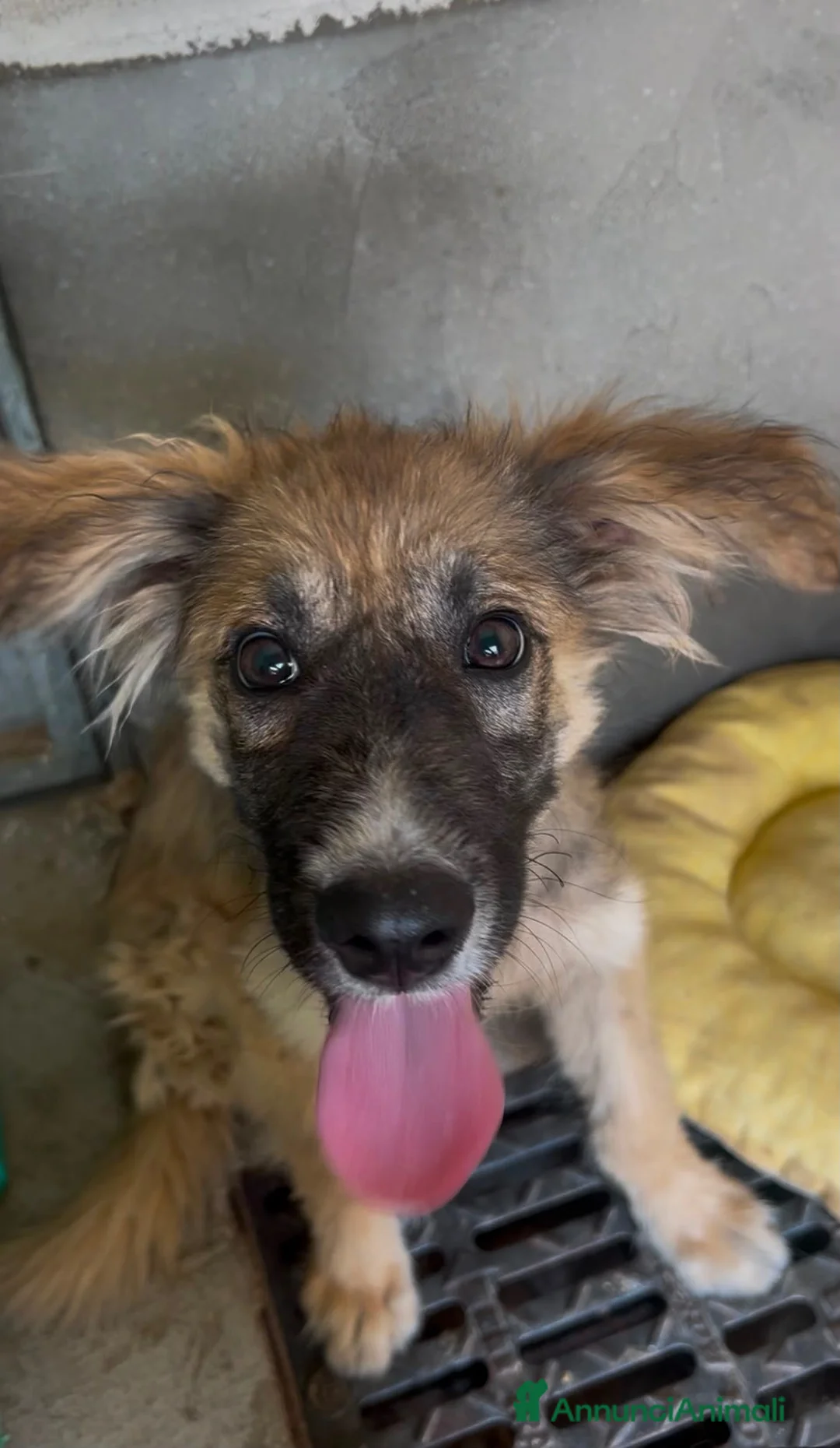 Meticcio cani in regalo: Tetris a Città Metropolitana di Genova - Annuncio 3