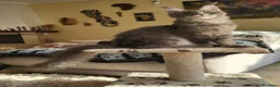 Maine Coon gatti in vendita: Petra - Annuncio 2