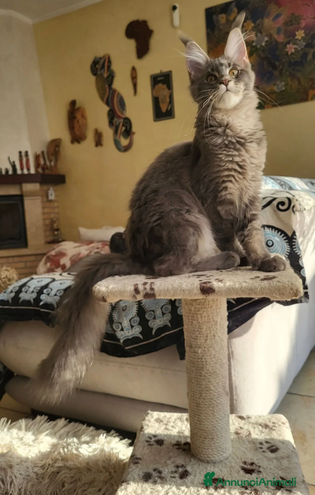 Maine Coon gatti in vendita: Petra - Annuncio 2