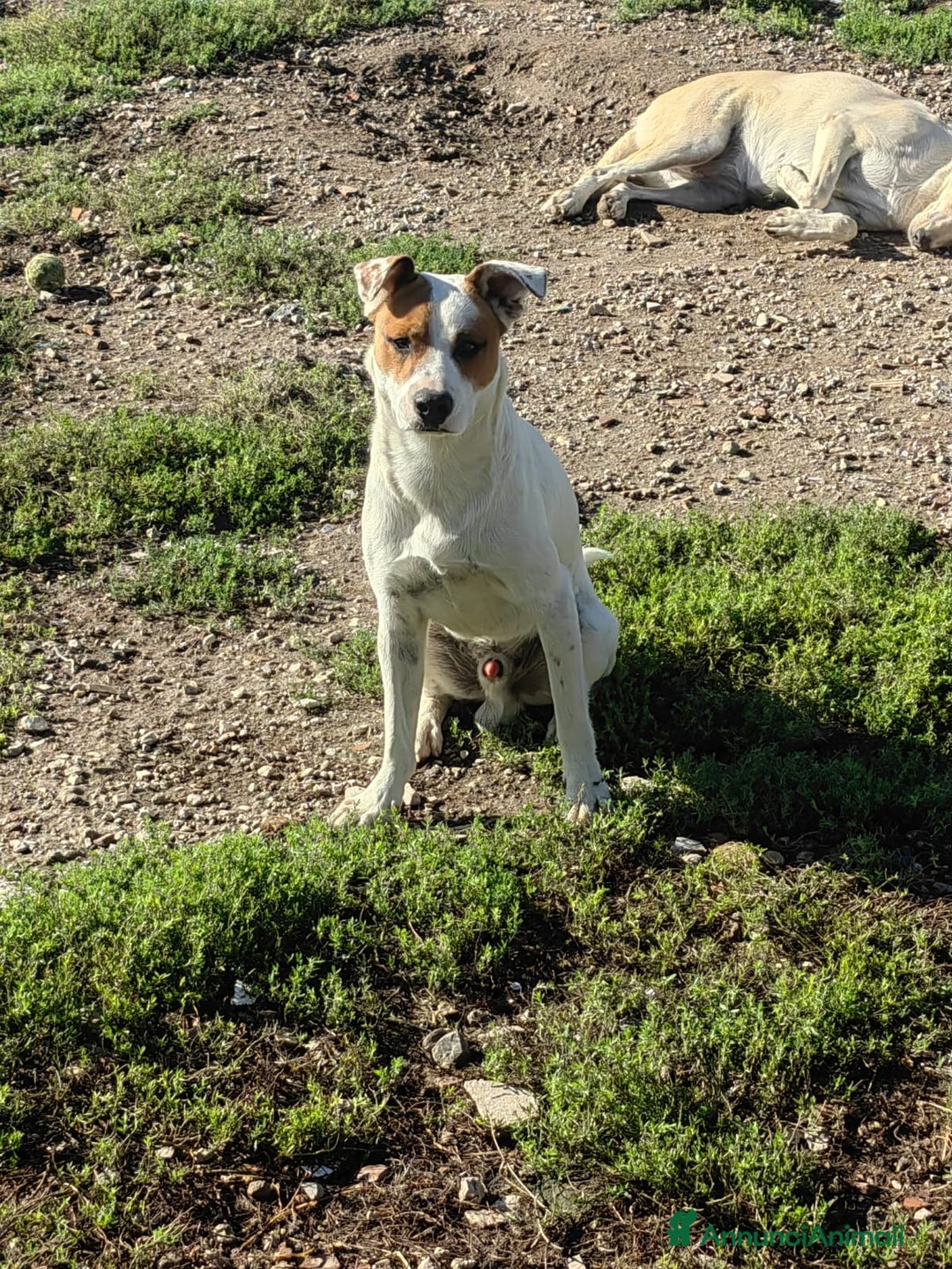 Meticcio cani in regalo: Loky: 10 mesi, taglia contenuta, socievole  - Annuncio 3