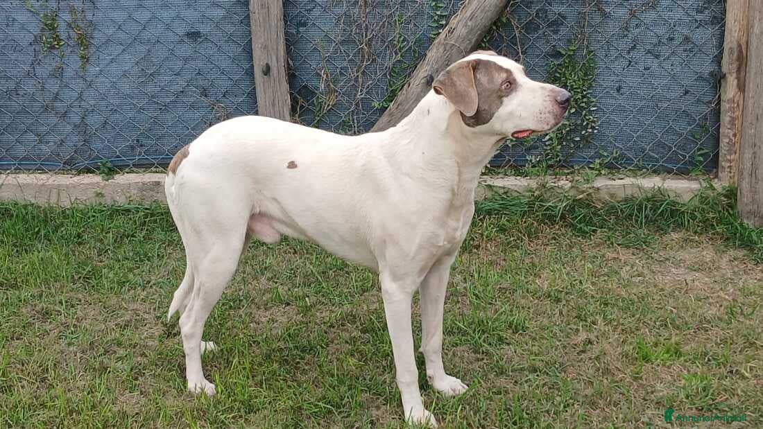 Meticcio cani PONY DOPO TANTA SOFFERENZA HA BISOGNO D'AMORE - Annuncio 2