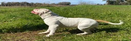 Bulldog cani in vendita: Cucciolo American bulldog  a Provincia di Latina - Annuncio 5