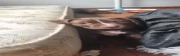 Pitbull cani in vendita: Pitbull UKC  - Annuncio 11