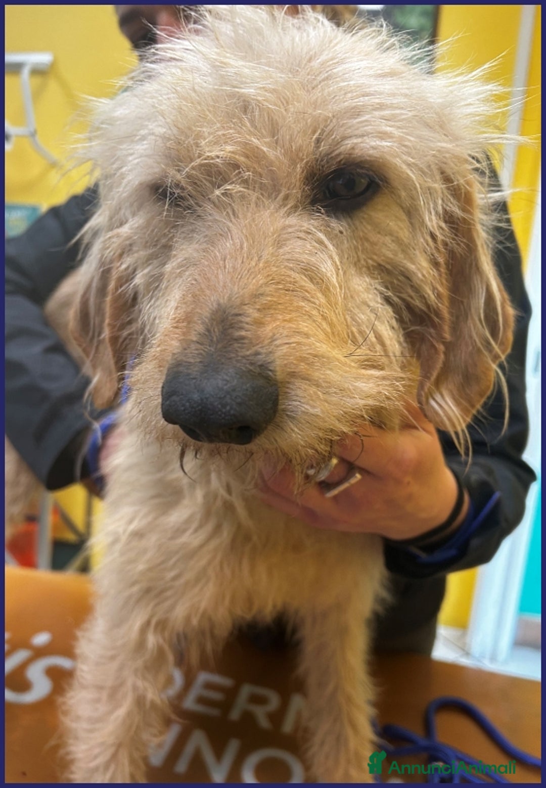 Meticcio cani in regalo: GIACOMO 4 ANNI, E' VISSUTO IN UN INFERNO ORA CERCA a Città metropolitana di Milano - Annuncio 9