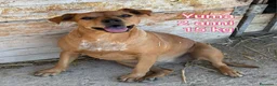 Meticcio cani in regalo: Cani di taglia piccola e contenuta  a Provincia di Pistoia - Annuncio 3