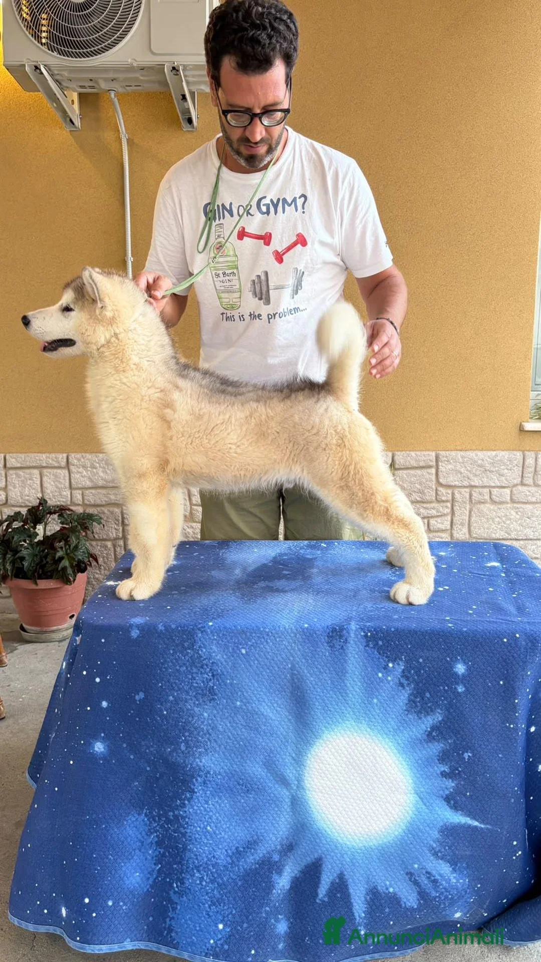 Alaskan Malamute cani in vendita: Cuccioli Alaskan Malamute  - Annuncio 1