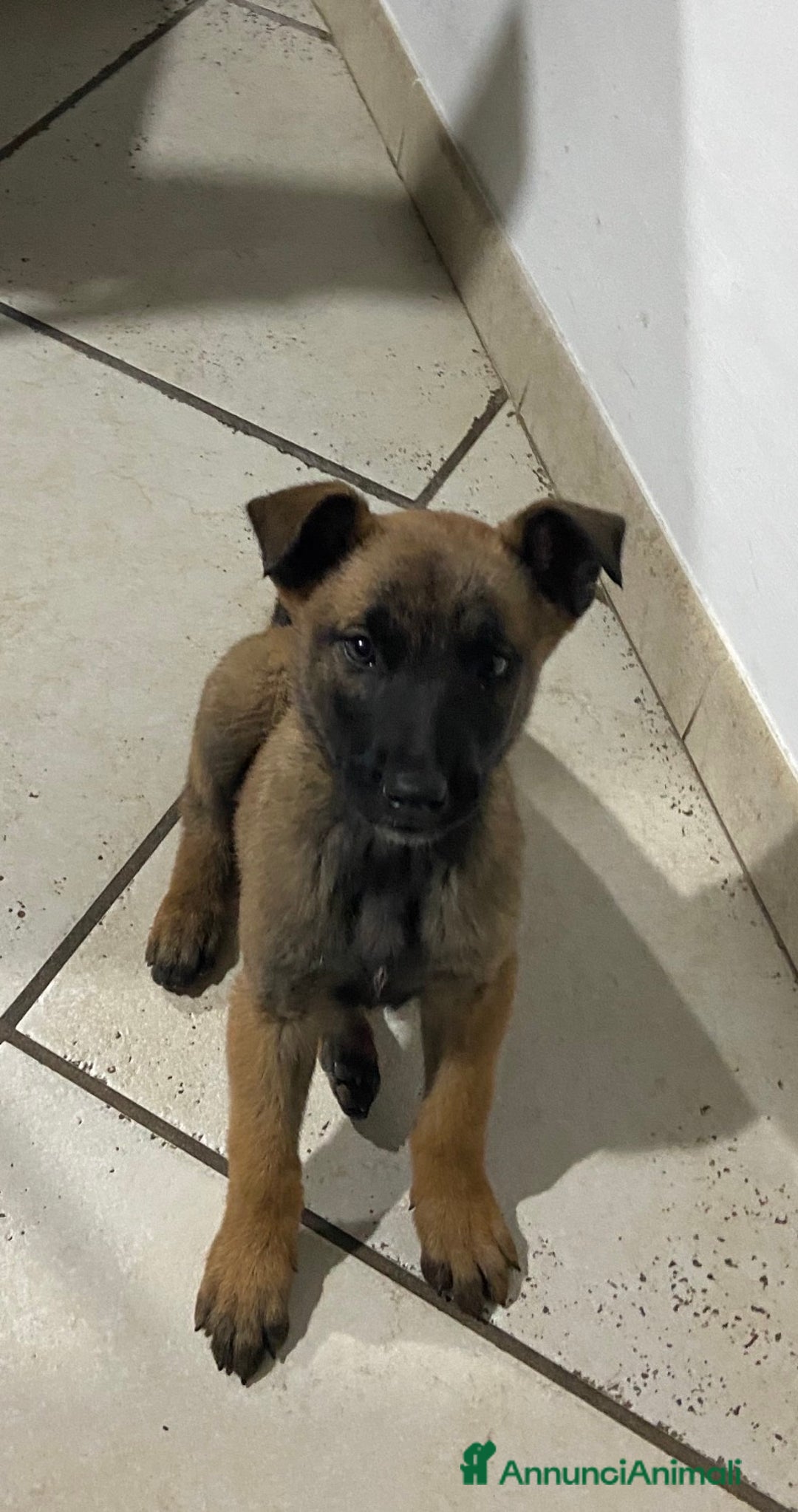 Pastore Belga cani in vendita: Cuccioli pastore belga Malinois  - Annuncio 4