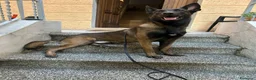 Pastore Belga cani in vendita: Cuccioli di Pastore belga malinois con pedigree a Città Metropolitana di Bologna - Annuncio 8