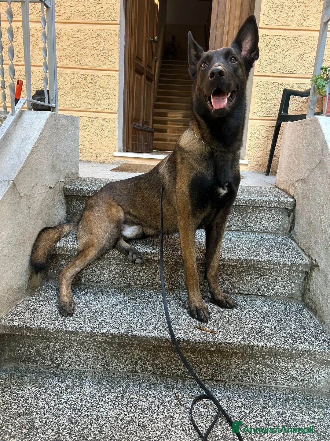 Pastore Belga cani in vendita: Cuccioli di Pastore belga malinois con pedigree a Città Metropolitana di Bologna - Annuncio 8