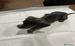 Bassotto cani in vendita: Cuccioli di Bassotto Arlecchino/Macchiati  a Provincia di Vicenza - Immagine 6