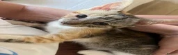 Meticcio gatti in regalo: Marina  a Provincia di Foggia - Annuncio 1