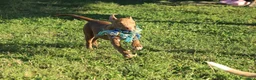 Pitbull cani in vendita: Cuccioli Pit Bull con pedigree anche a rate - Annuncio 19